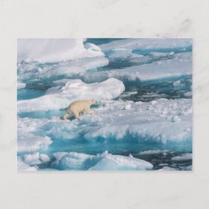 Polar Bear walking on the Sea Postcard