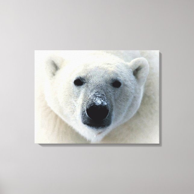 Polar Bear Wrapped Canvas Print (Front)