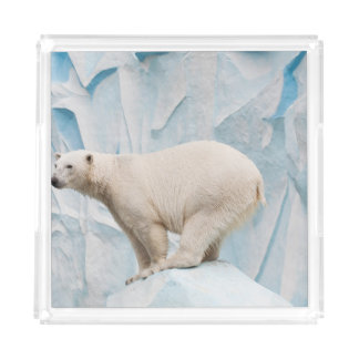 Polar Bear: Zoo Habitat Glimpse Acrylic Tray