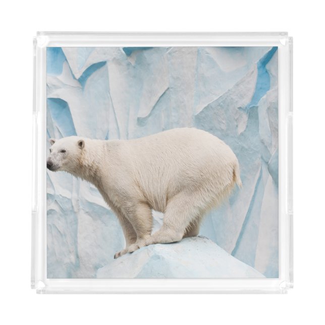 Polar Bear: Zoo Habitat Glimpse Acrylic Tray (Front)