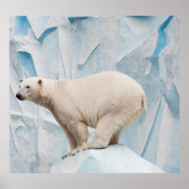 Polar Bear: Zoo Habitat Glimpse Poster (Front)