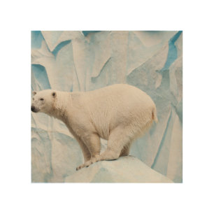 Polar Bear: Zoo Habitat Glimpse Wood Wall Art