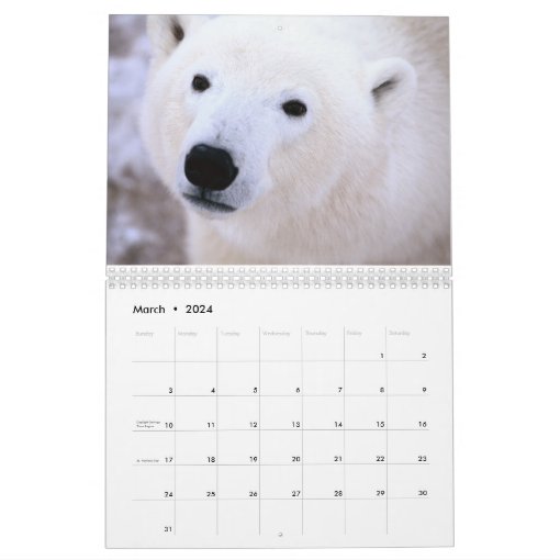 Polar Bears - 12 Month Calendar | Zazzle