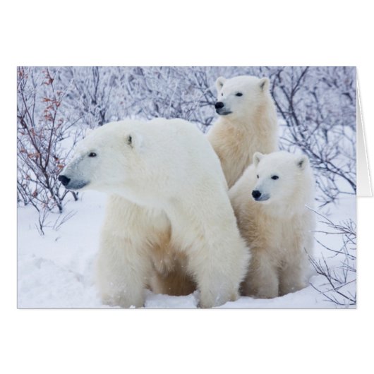 Polar Bears and Two cubs Cards (Front Horizontal)
