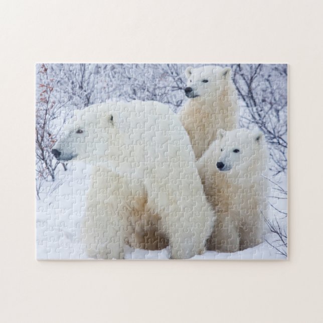 Polar Bears and Two cubs Jigsaw Puzzle (Horizontal)