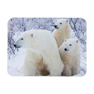 Polar Bears and Two cubs Magnet