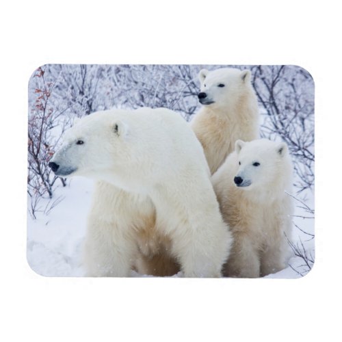 Polar Bears and Two cubs Magnet