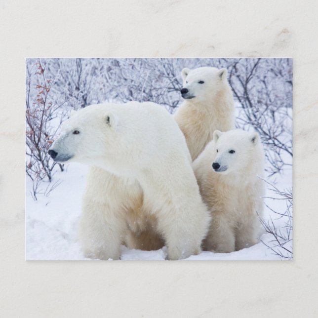Polar Bears and Two cubs Postcard (Front)