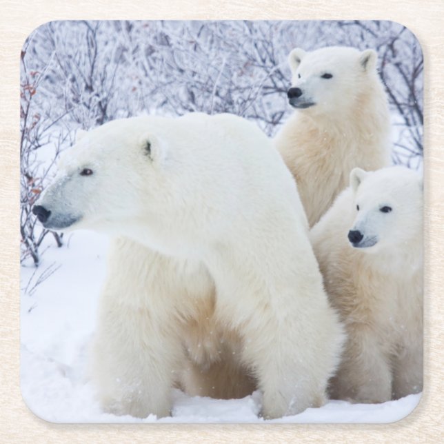 Polar Bears and Two cubs Square Paper Coaster (Front)