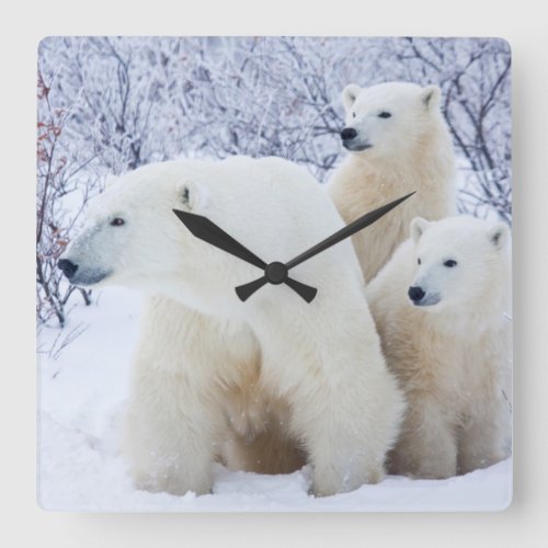 Polar Bears and Two cubs Square Wall Clock