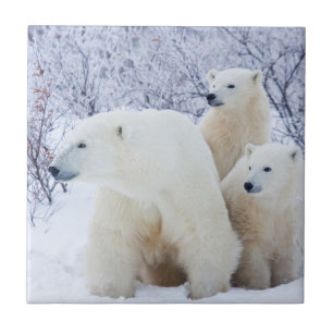 Polar Bears and Two cubs Tile