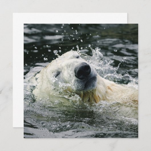 Polar Bear's Aqua Aura (Front/Back)