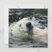 Polar Bear's Aqua Aura (Front)