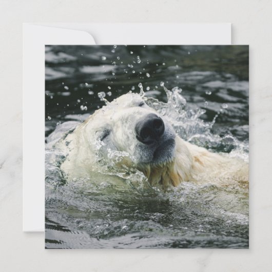 Polar Bear's Aqua Aura (Front)