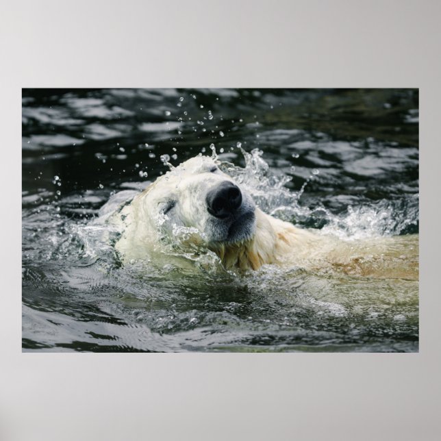 Polar Bear's Aqua Aura Poster (Front)