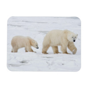 Polar Bears female and Two cubs 2 Magnet