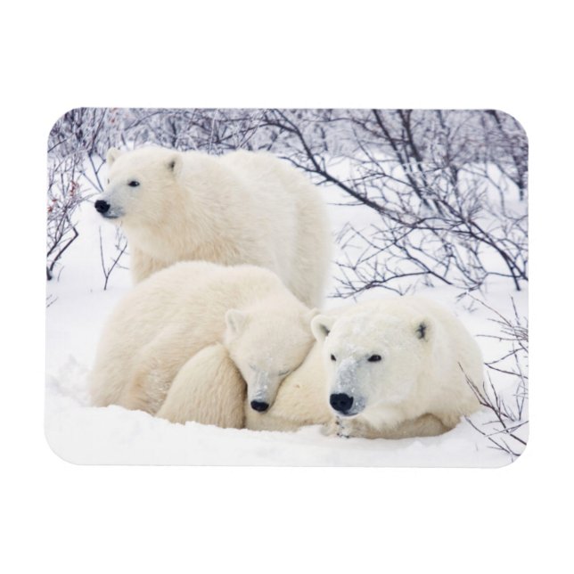 Polar Bears female and Two cubs 3 Magnet (Horizontal)