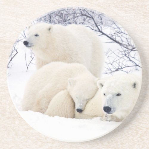 Polar Bears female and Two cubs 3 Sandstone Coaster