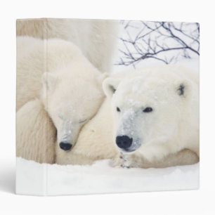 Polar Bears female and Two cubs Binder