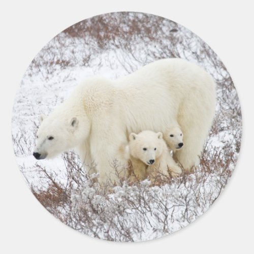 Polar Bears female and Two cubs Classic Round Sticker