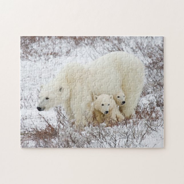Polar Bears female and Two cubs Jigsaw Puzzle (Horizontal)