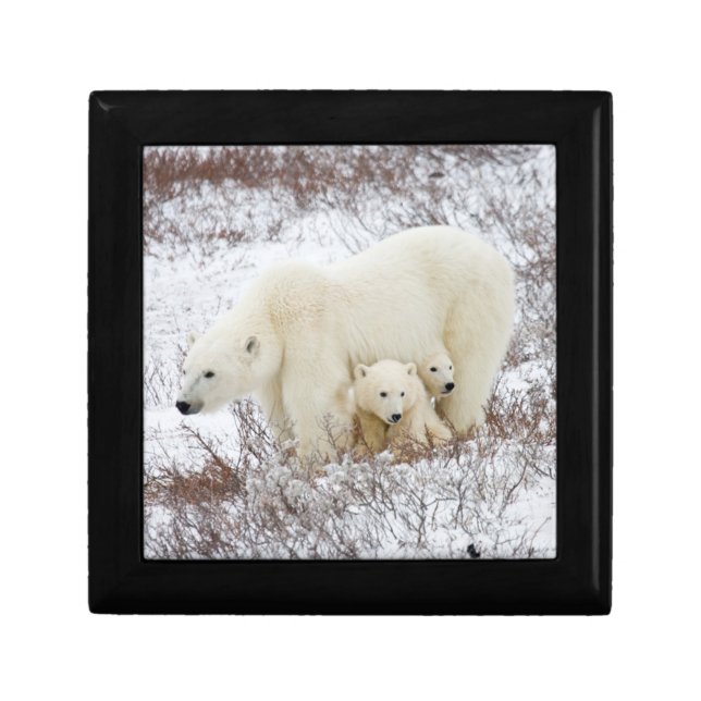 Polar Bears female and Two cubs Keepsake Box (Front)