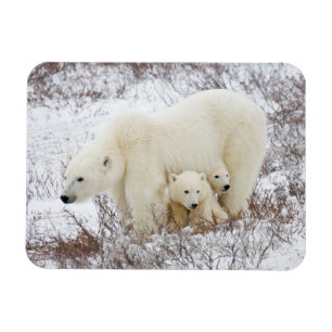 Polar Bears female and Two cubs Magnet