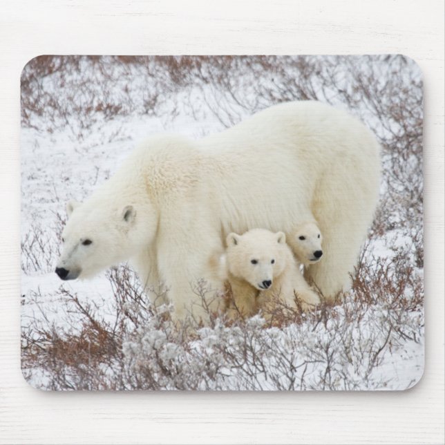 Polar Bears female and Two cubs Mouse Pad (Front)