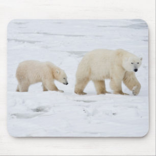 Polar Bears female and Two cubs Mouse Pad