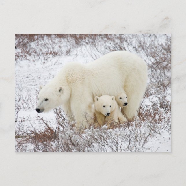 Polar Bears female and Two cubs Postcard (Front)
