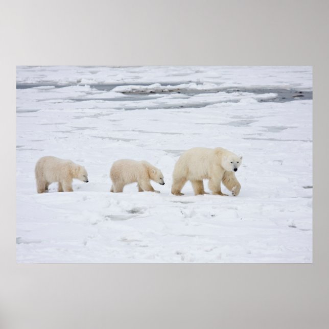 Polar Bears female and Two cubs Poster (Front)