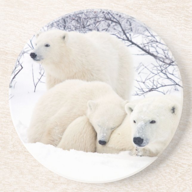 Polar Bears female and Two cubs Sandstone Coaster (Front)