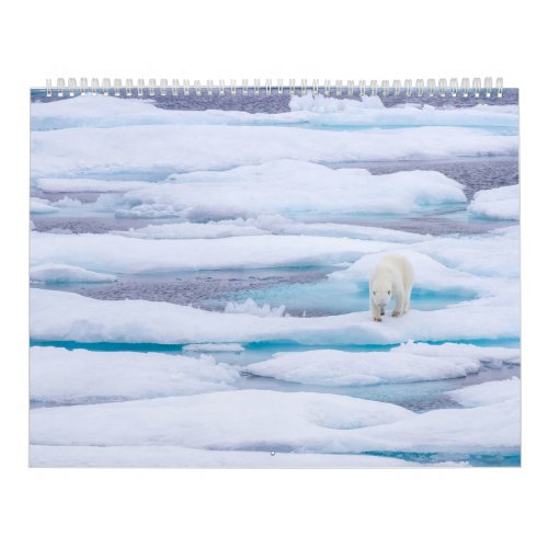 Polar Bears in the Wild Calendar