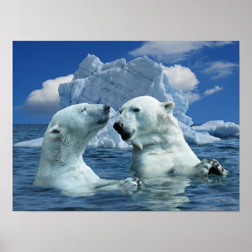 Polar Bears Playing in Artic Ocean Poster