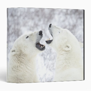 Polar Bears playing in the snow 3 Ring Binder