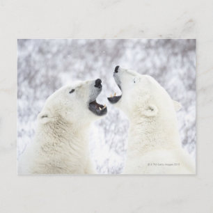 Polar Bears playing in the snow Postcard