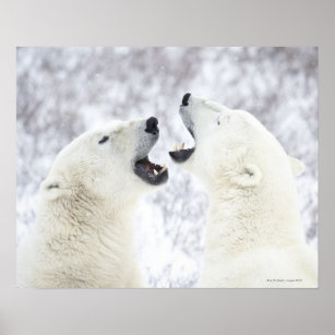 Polar Bears playing in the snow Poster