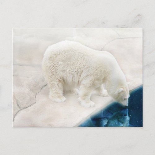 Polar bears postcard