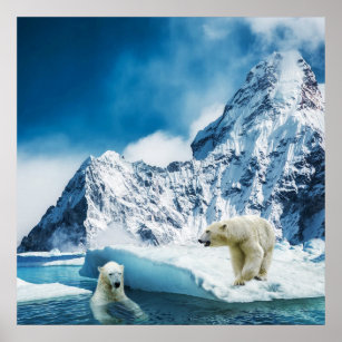 Polar bears poster
