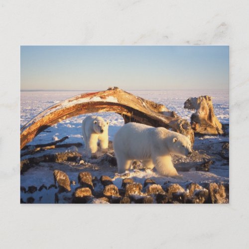 Polar bears scavenging on a bowhead whale postcard