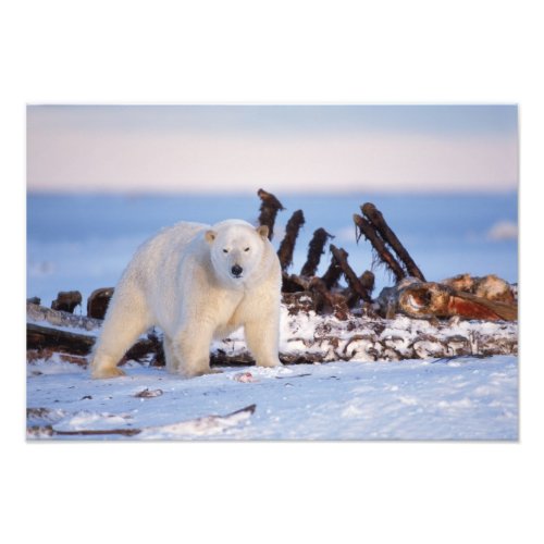 Polar bears scavenging on baleen whale bones photo print