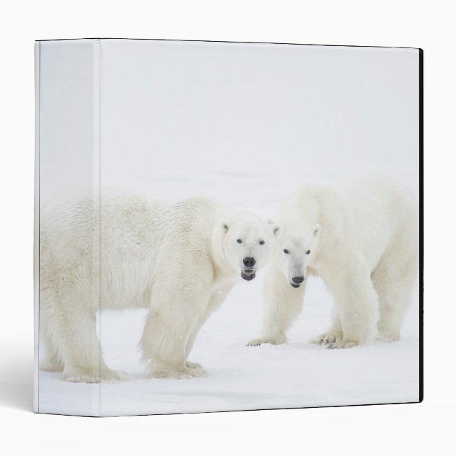 Polar Bears standing on snow after playing 2 Binder (Front/Spine)