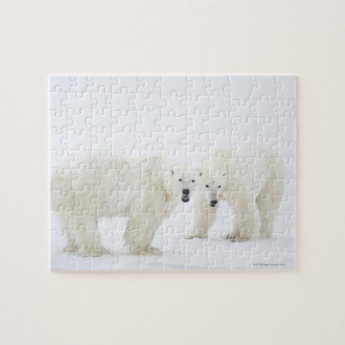 Polar Bears standing on snow after playing 2 Jigsaw Puzzle