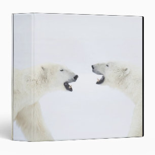 Polar Bears standing on snow after playing 3 Ring Binder