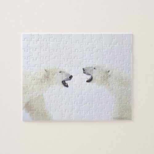 Polar Bears standing on snow after playing Jigsaw Puzzle