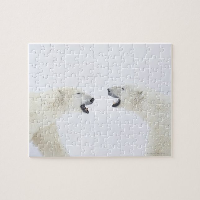 Polar Bears standing on snow after playing Jigsaw Puzzle (Horizontal)
