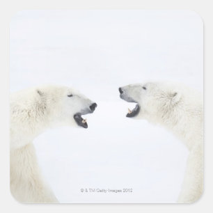 Polar Bears standing on snow after playing Square Sticker