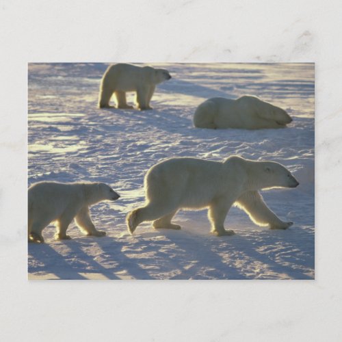 Polar bears Ursus maritimus Two females Postcard