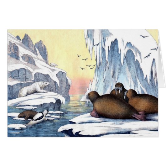 Polar Bears, Walrus, And Seals Cards (Front Horizontal)