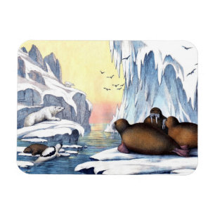 Polar Bears, Walrus, And Seals Magnet